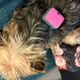 The tracker to dog ratio is... a bit unbalanced.